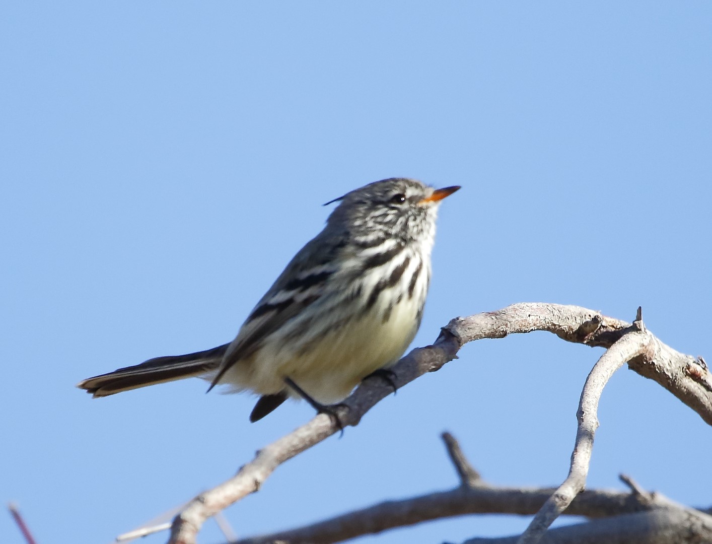 Yellow-billed tit-tyrant