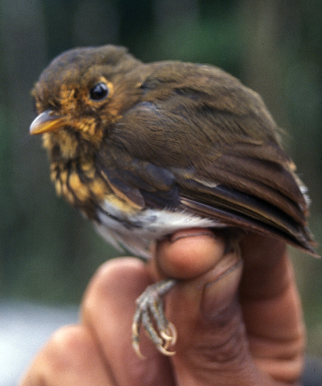 Yellow-breasted Antpitta