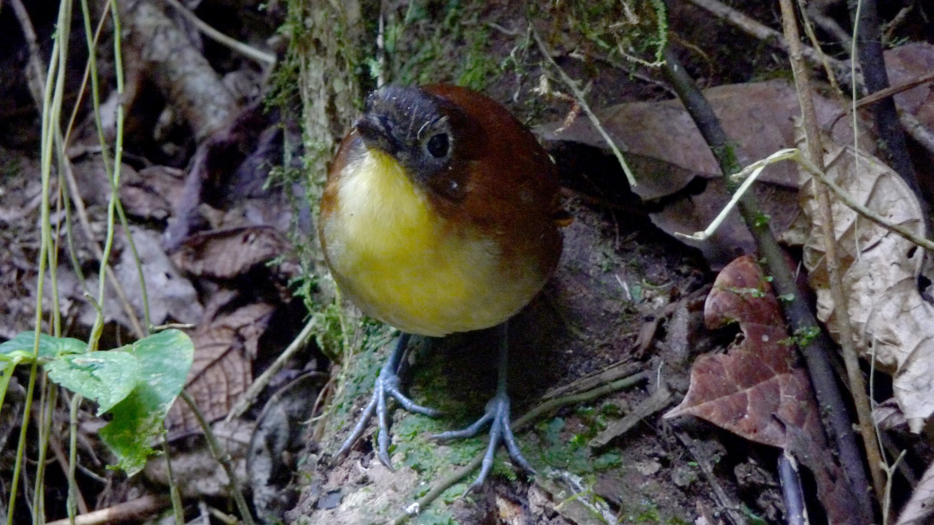 Yellow-breasted Antpitta