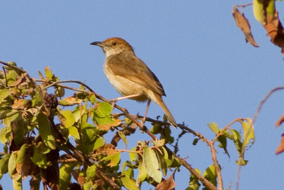 Yellow-breasted Apalis