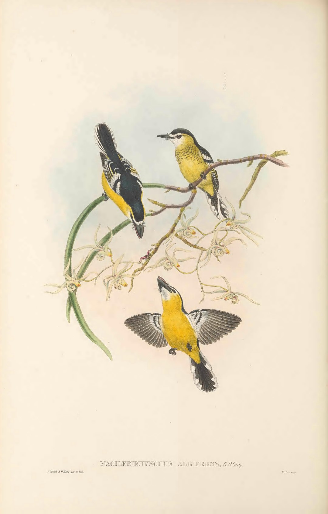 Yellow-breasted Boatbill
