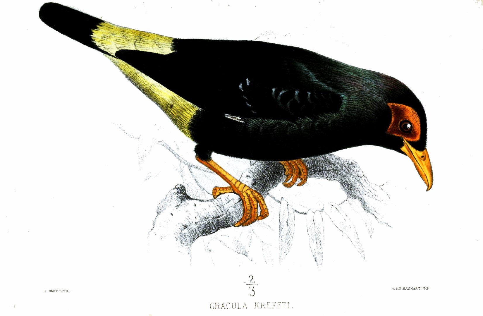 Yellow-breasted Boatbill