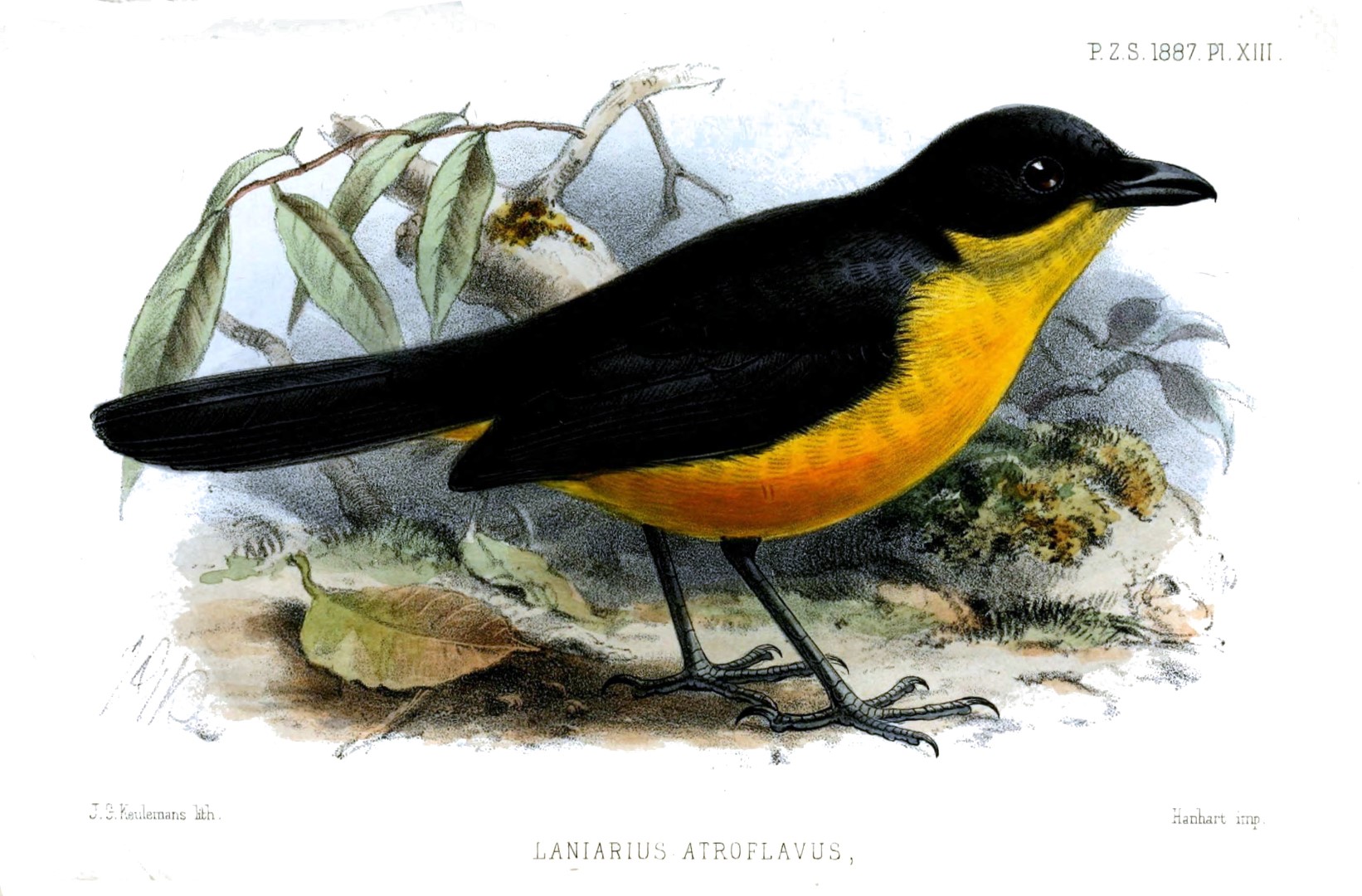 Yellow-breasted Boubou
