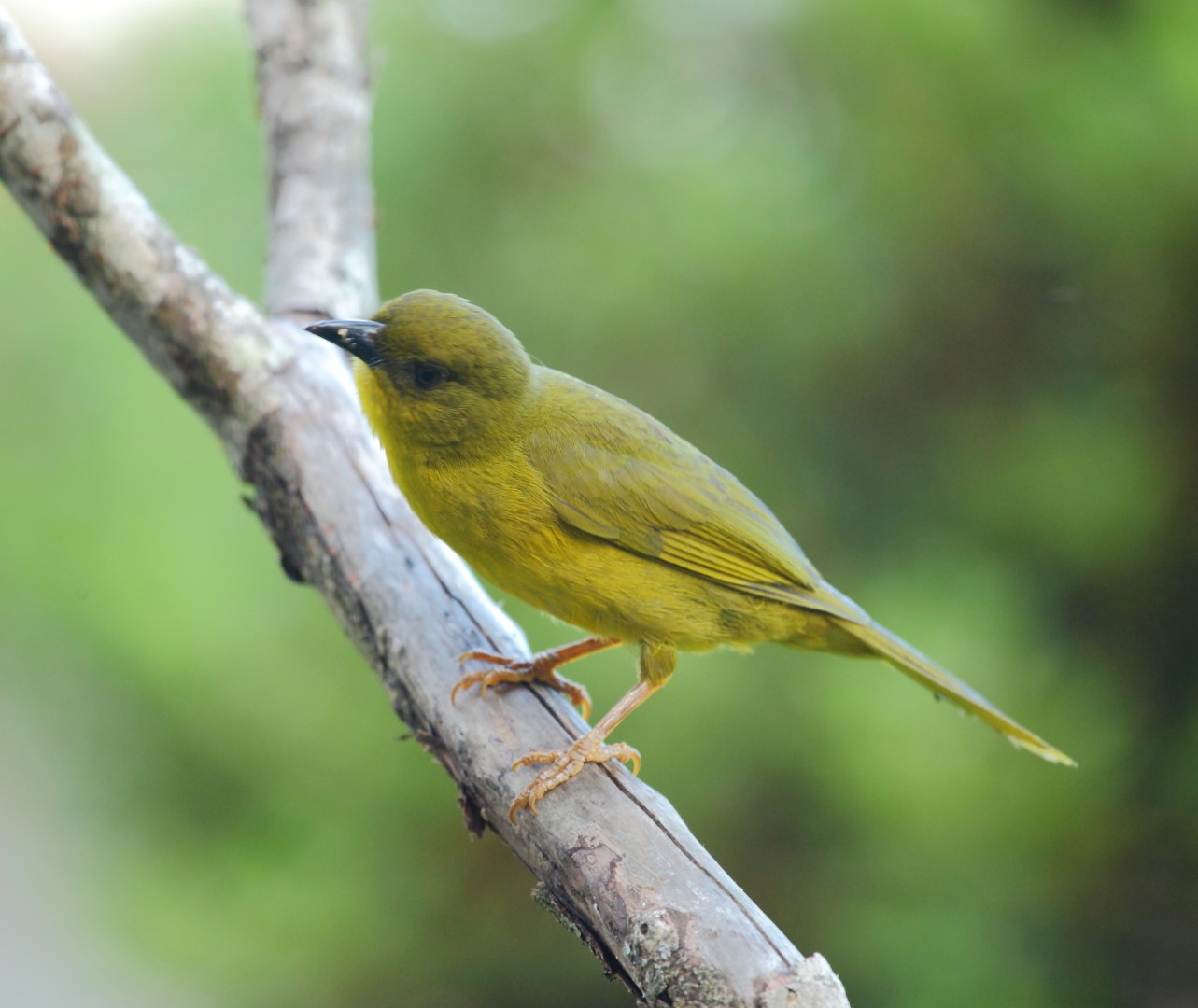 Yellow-breasted Brush Finch