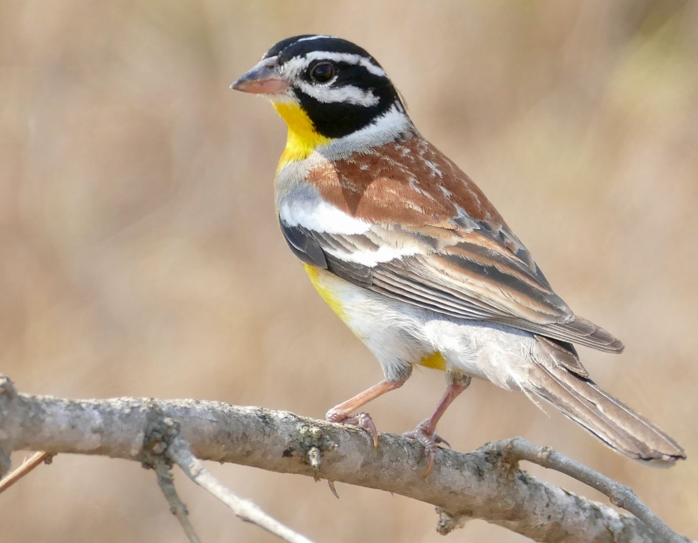 Yellow-breasted Bunting