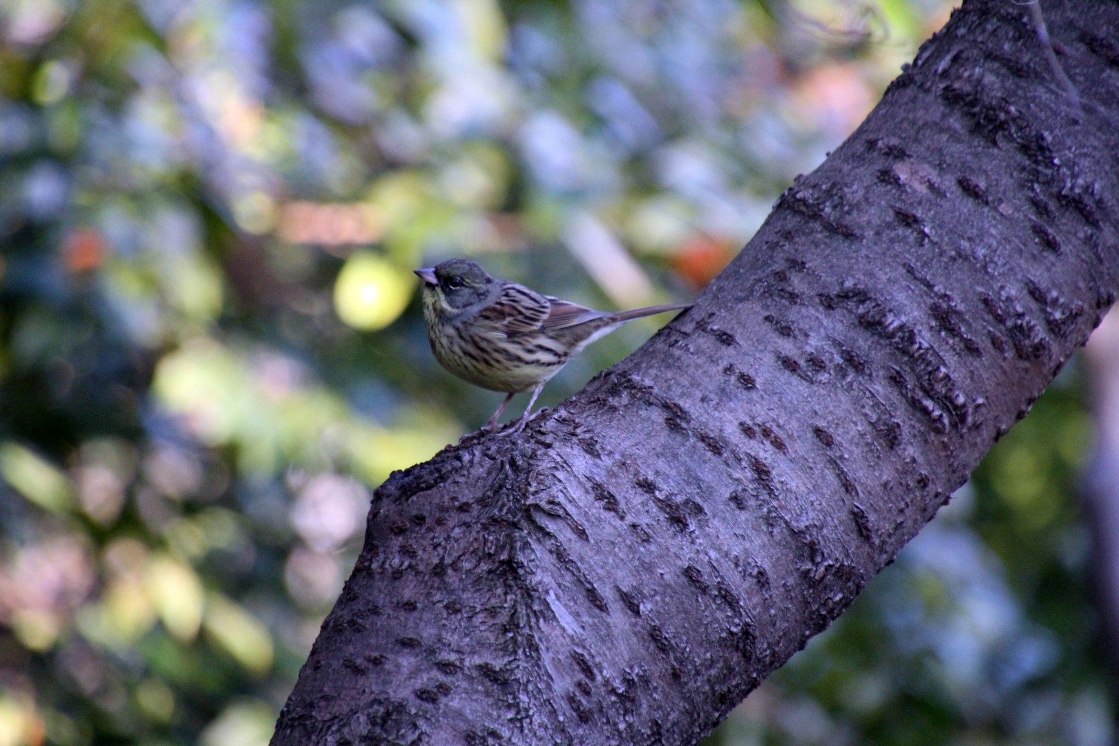 Yellow-breasted Bunting