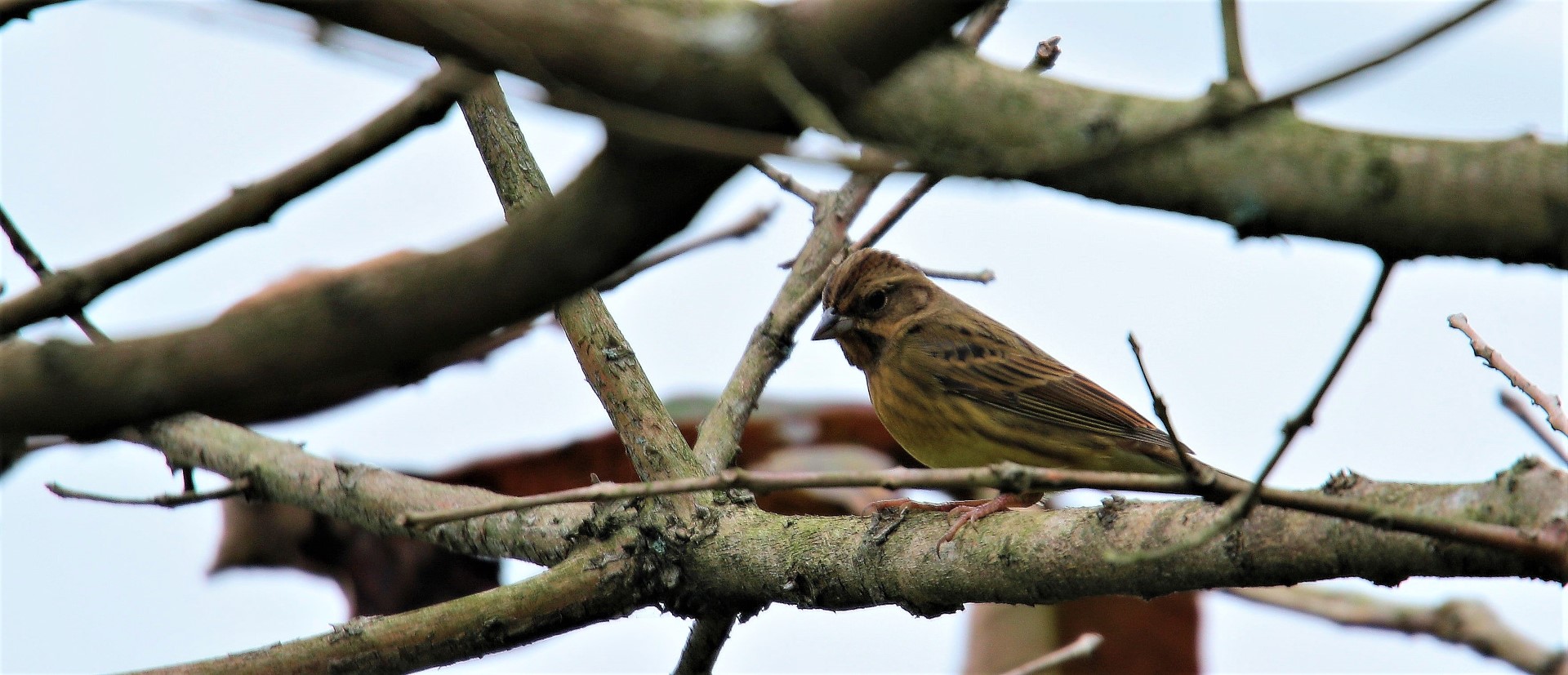 Yellow-breasted Bunting