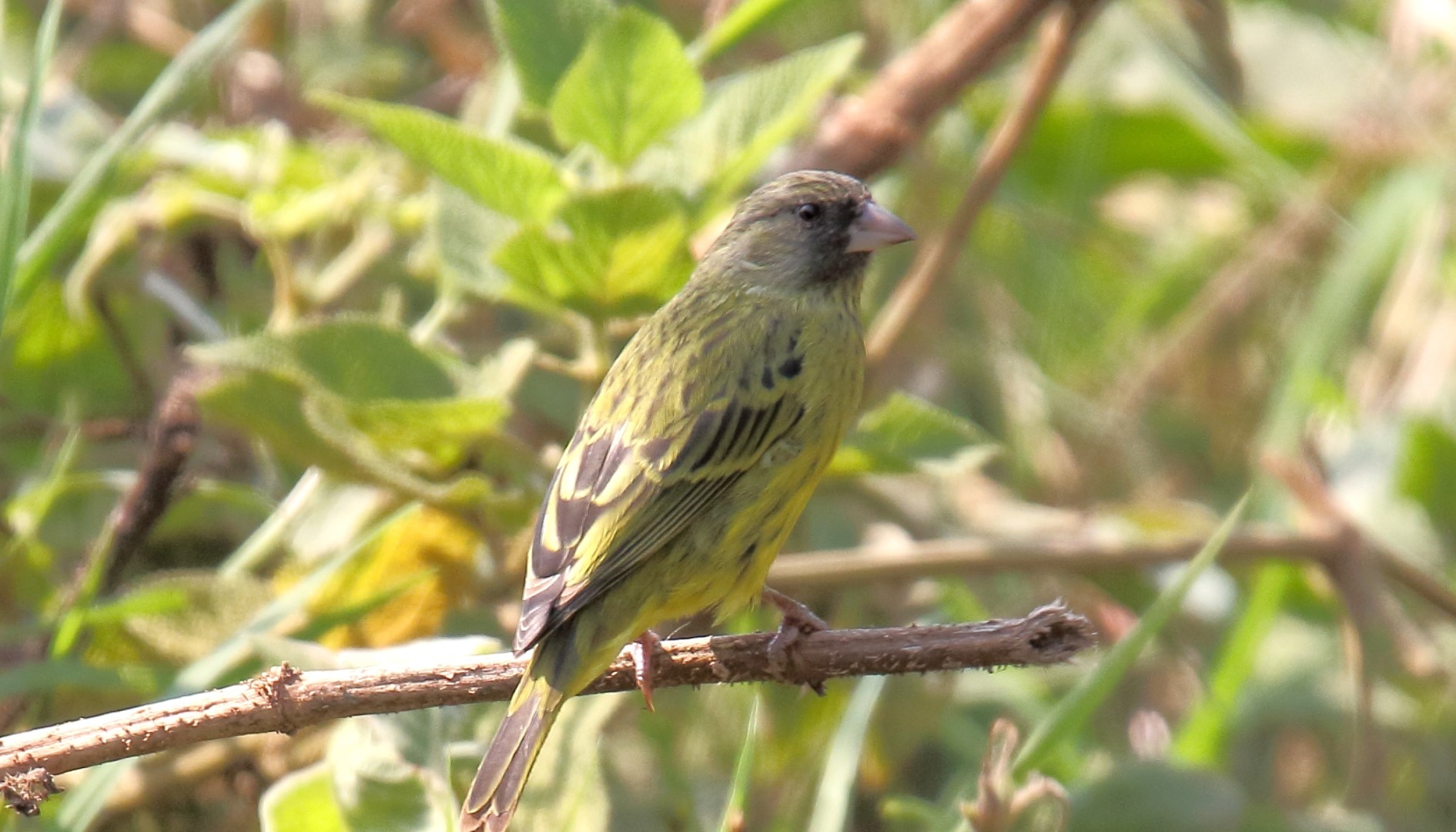 Yellow-breasted Canary