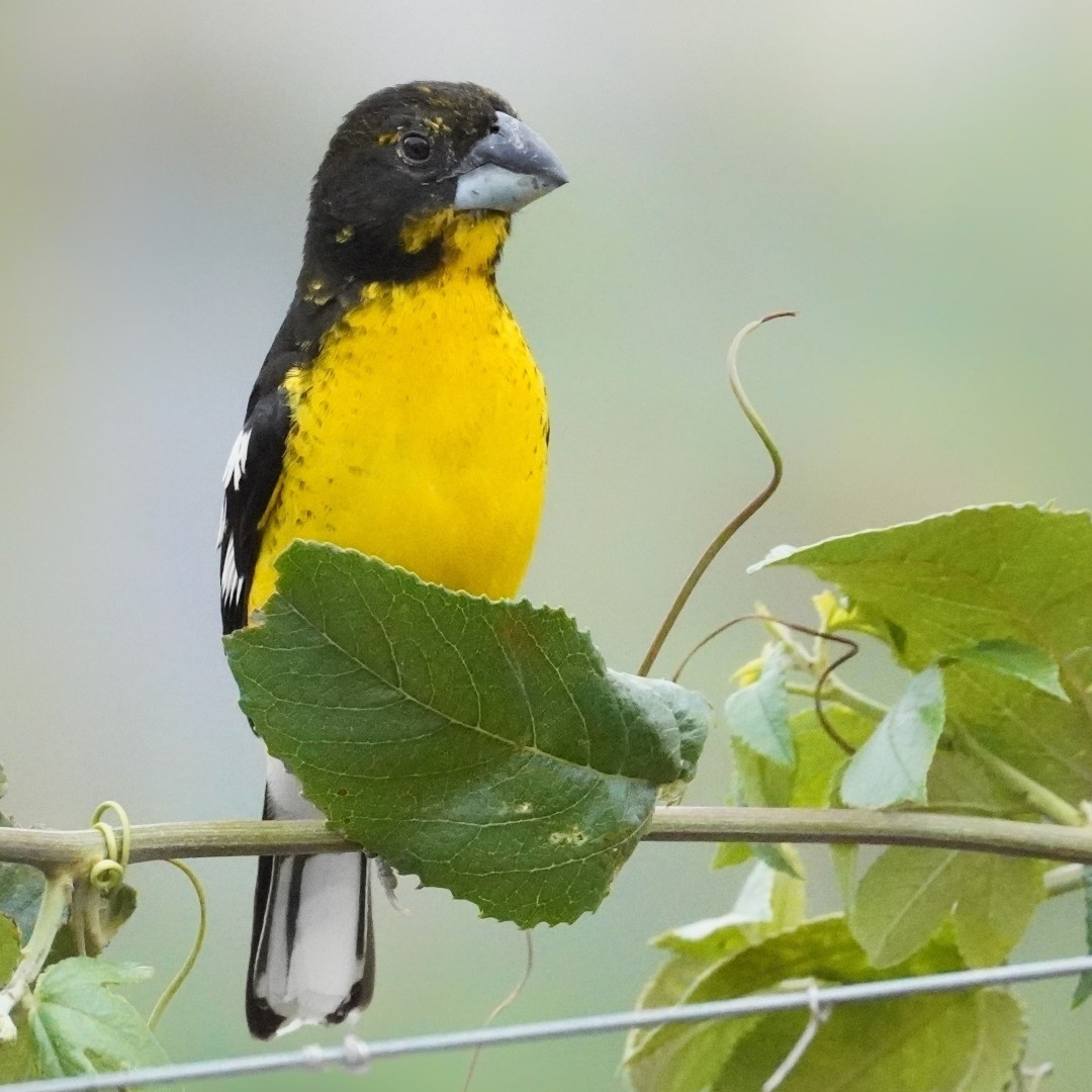 Yellow-breasted Chat