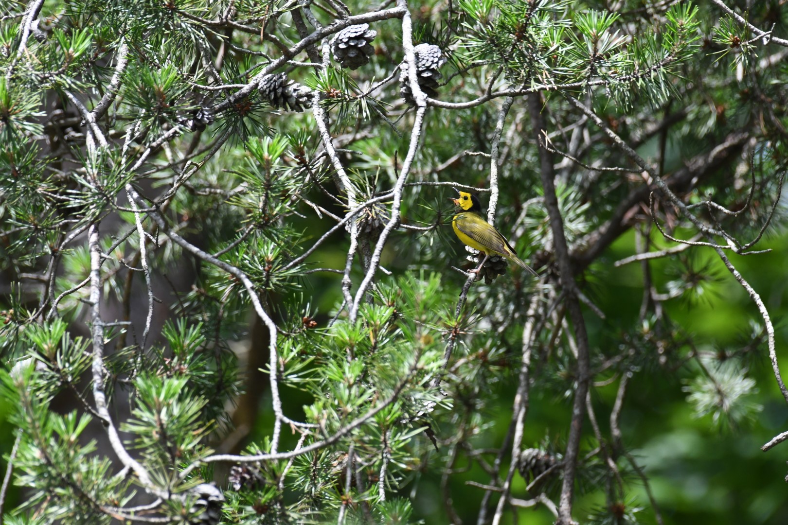 Yellow-breasted Chat