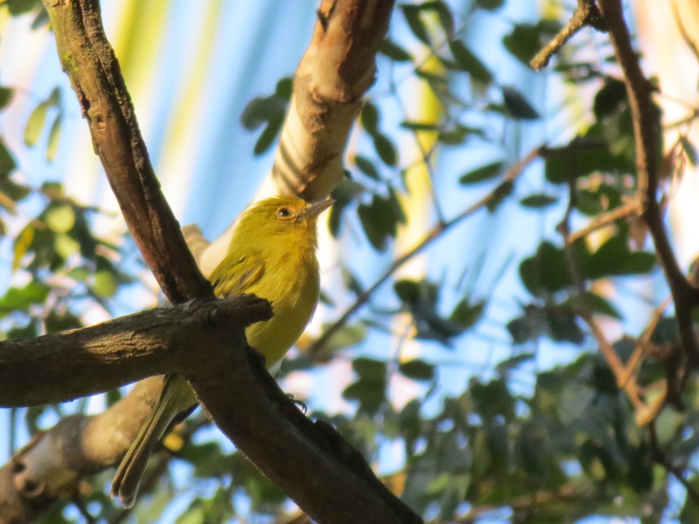 Yellow-breasted Flycatcher