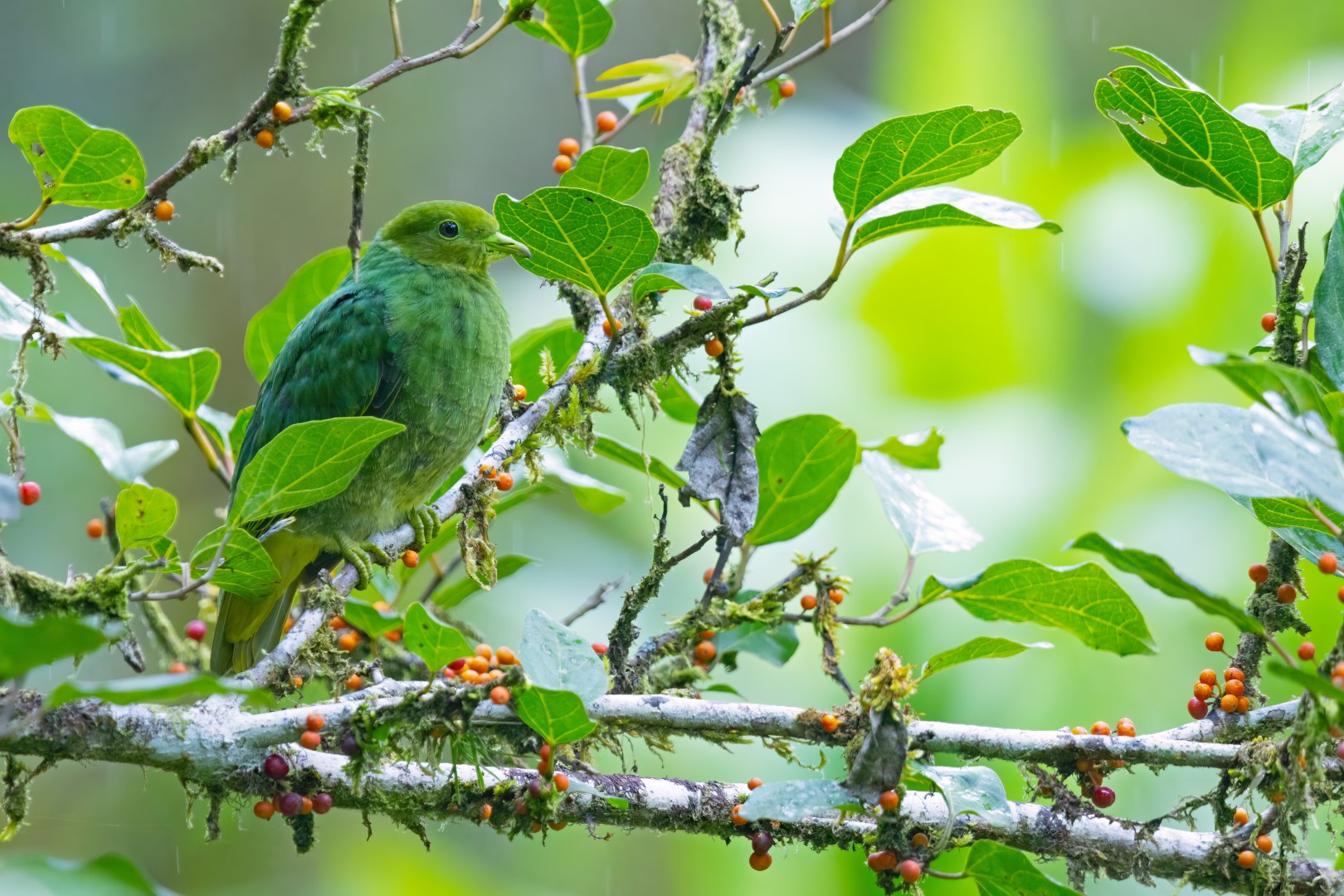 Yellow-breasted Fruit Dove