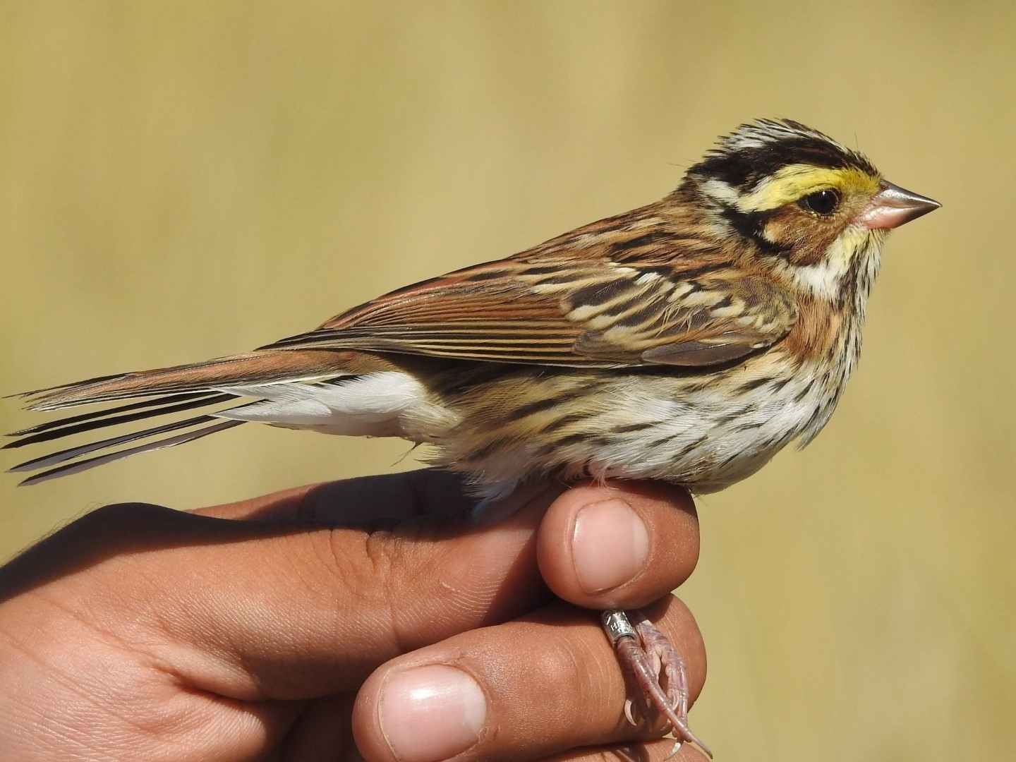 Yellow-browed Bunting