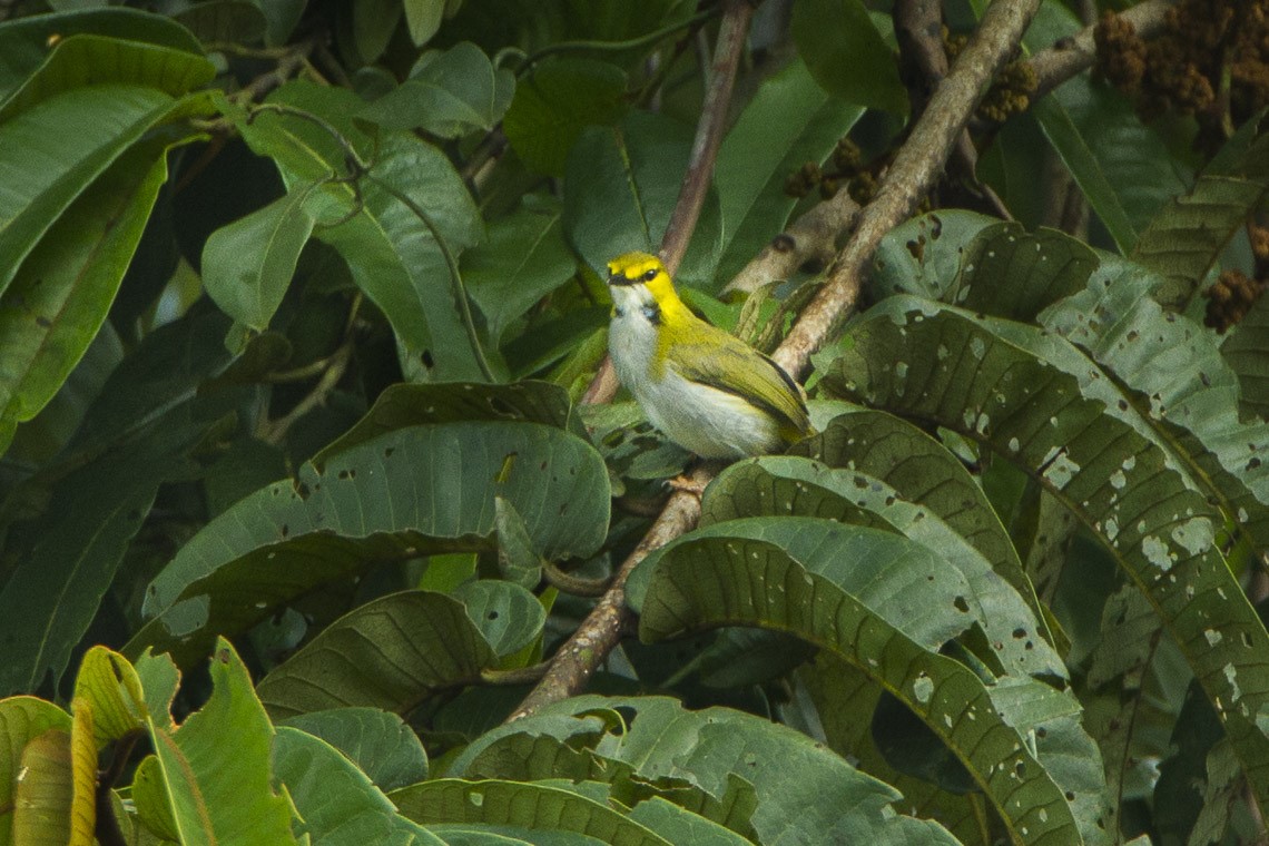 Yellow-browed Camaroptera