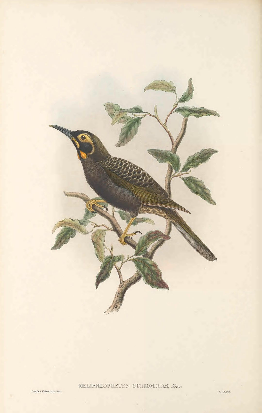 Yellow-browed honeyeater