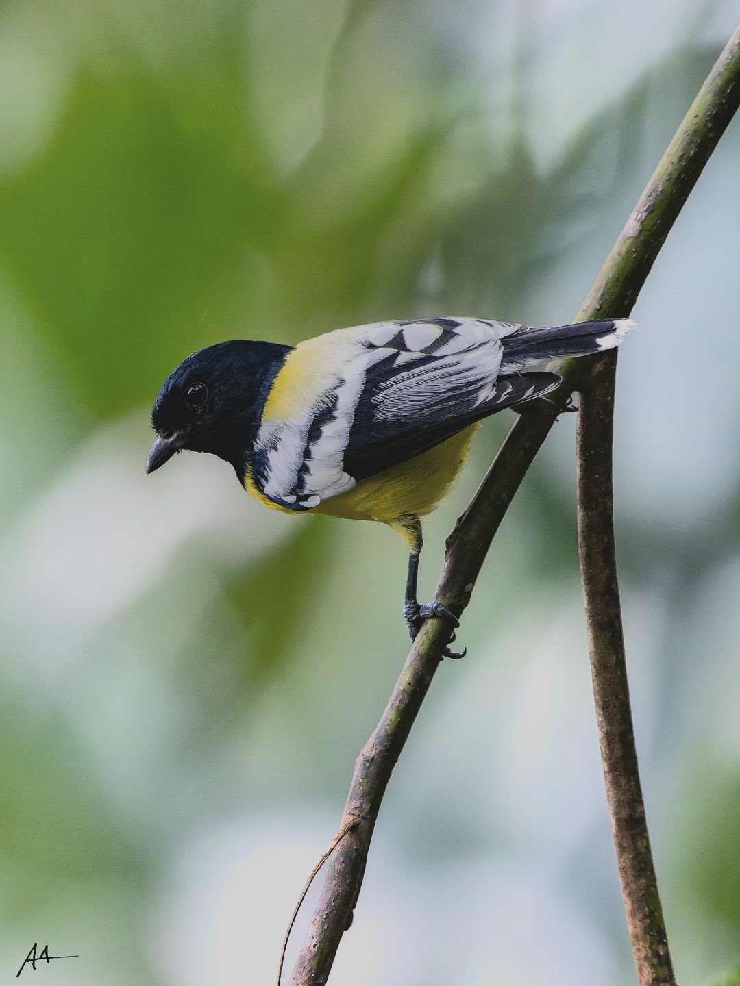 Yellow-browed tit