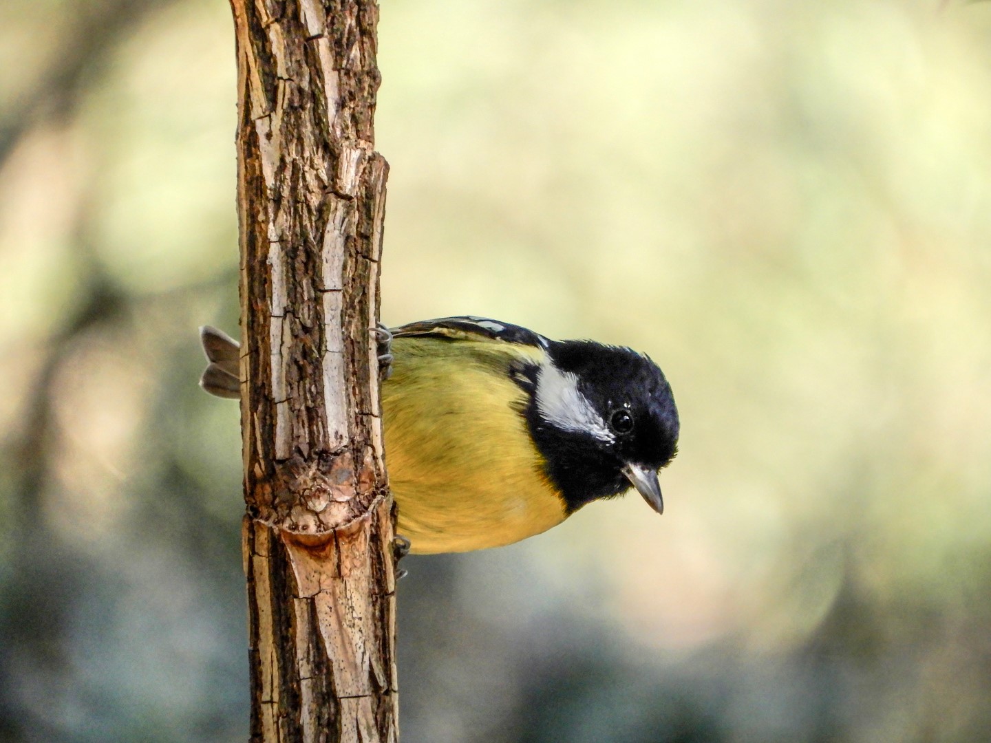Yellow-browed Tit