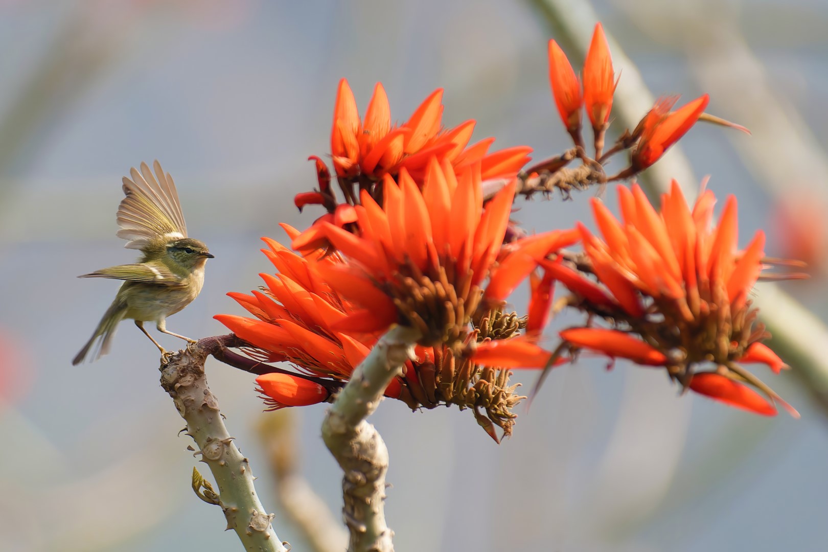 Yellow-browed Warbler