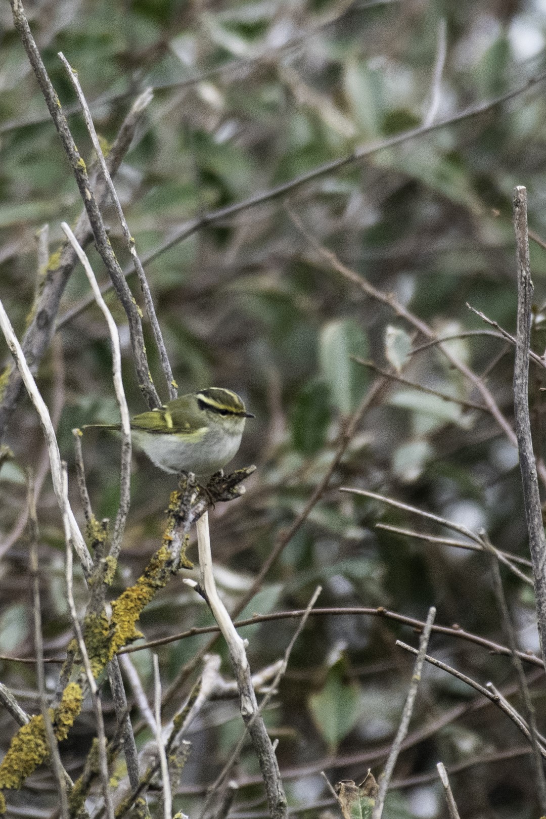 Yellow-browed Warbler
