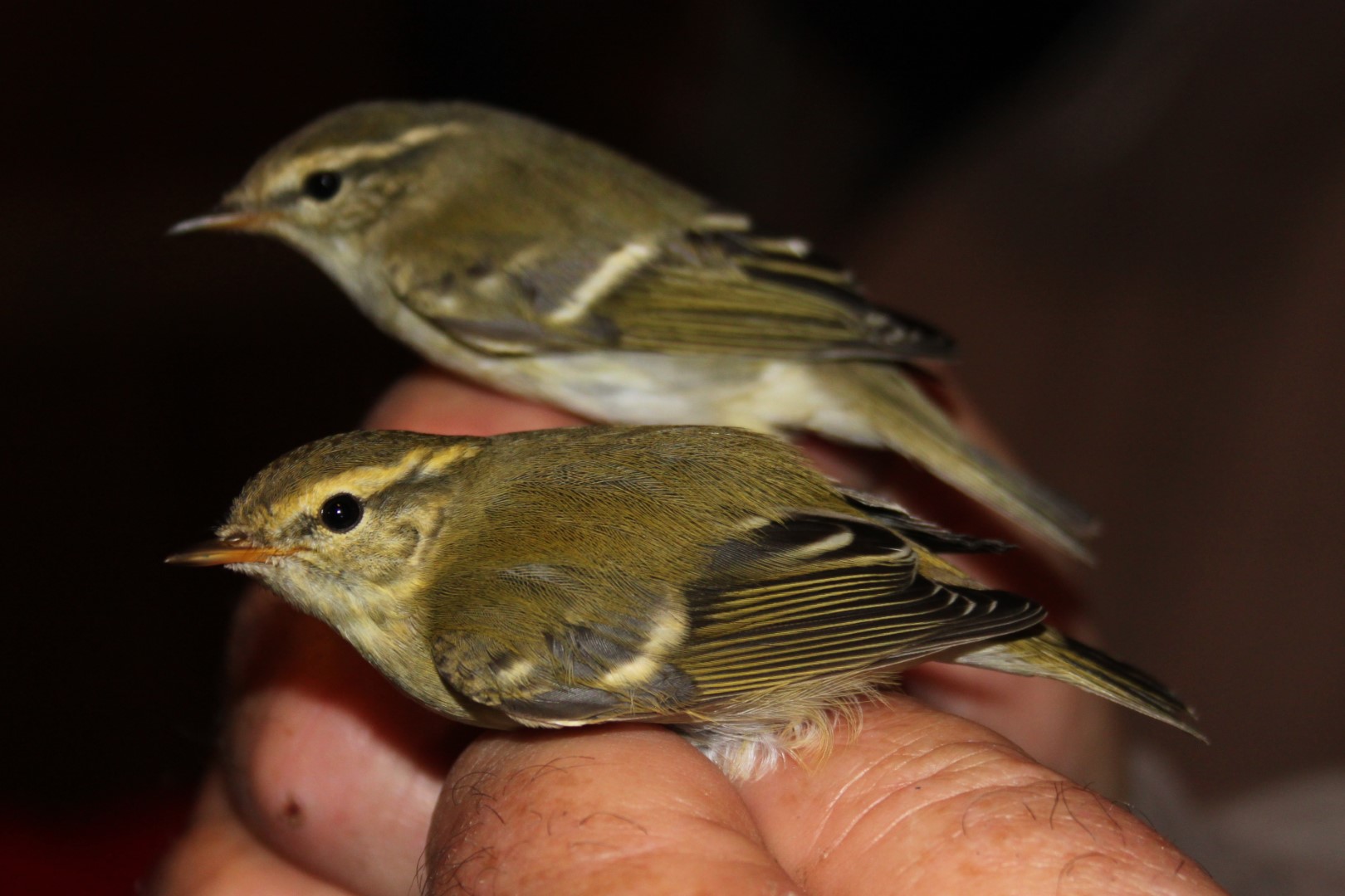 Yellow-browed Warbler