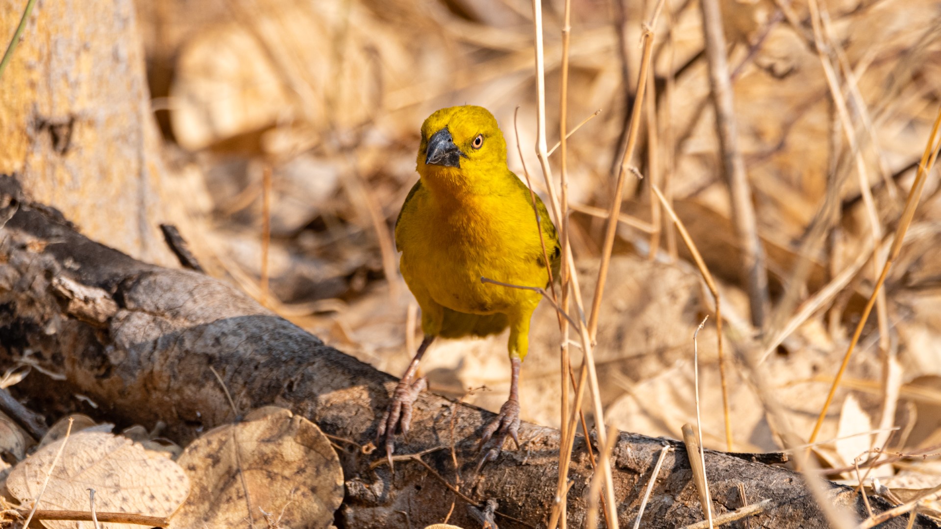 Yellow Canary