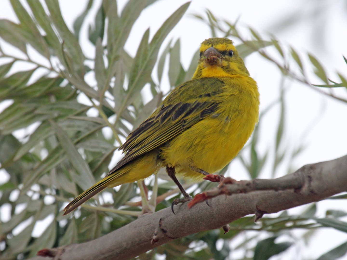 Yellow Canary