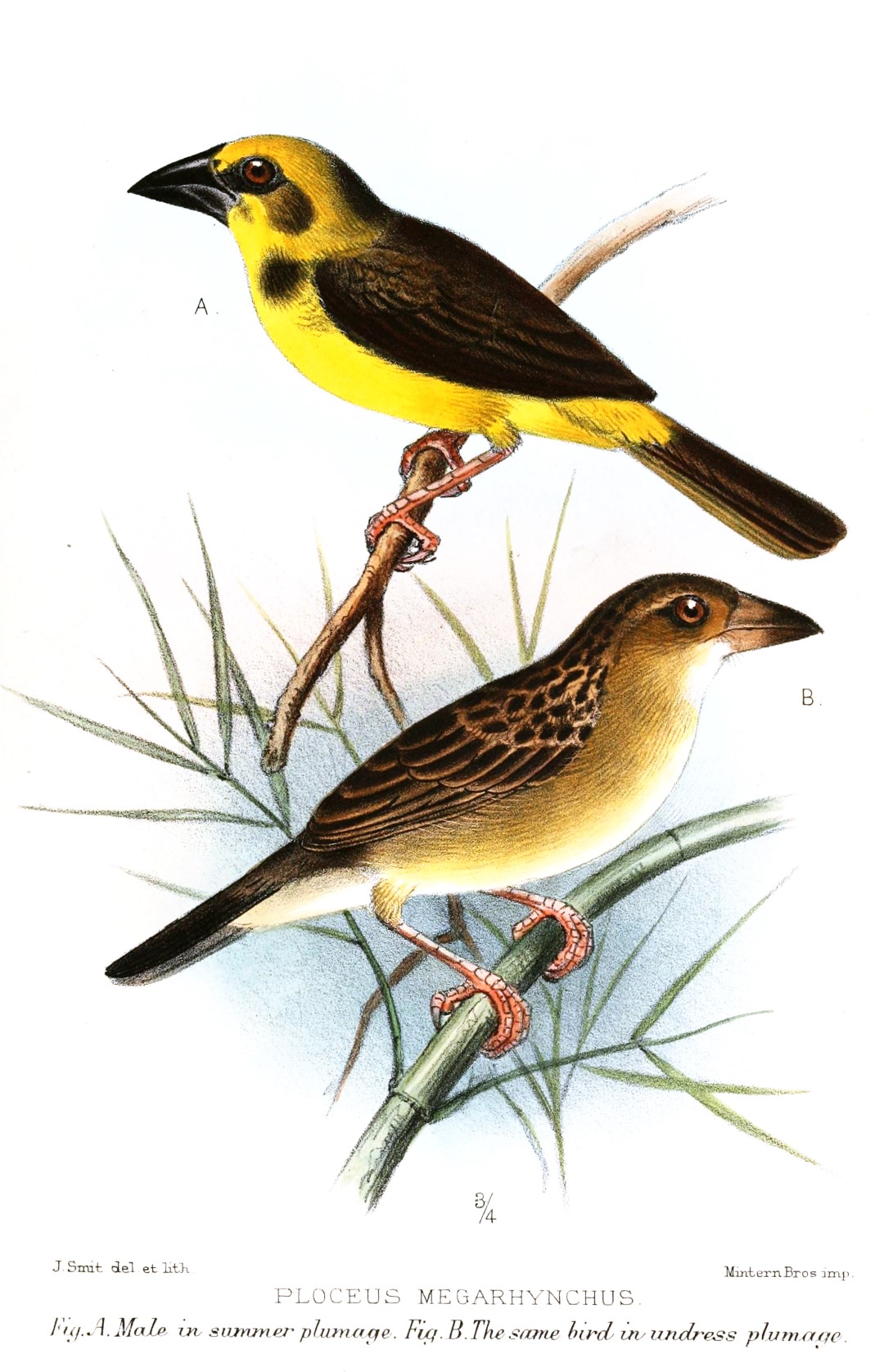 Yellow-capped Weaver