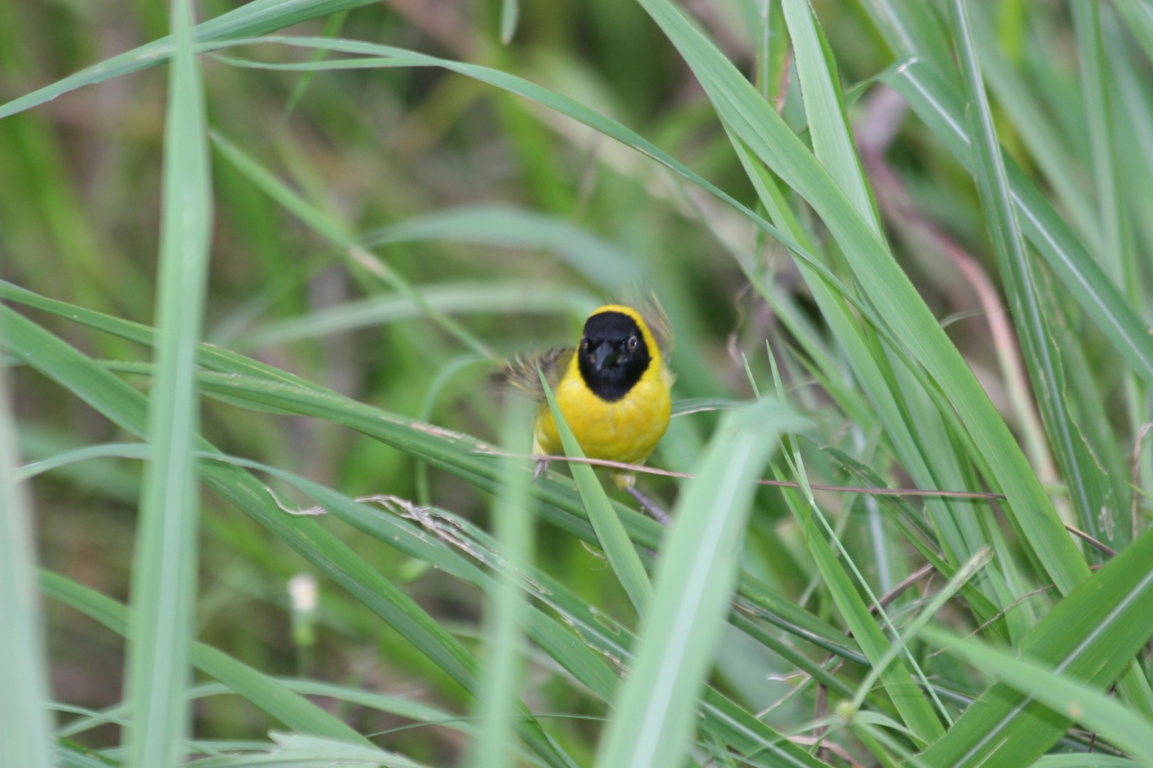 Yellow-capped Weaver
