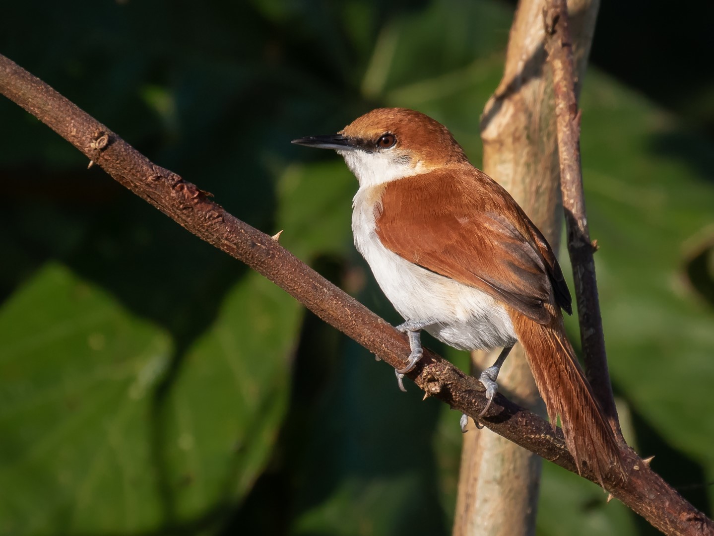 Yellow-chinned Spinetail