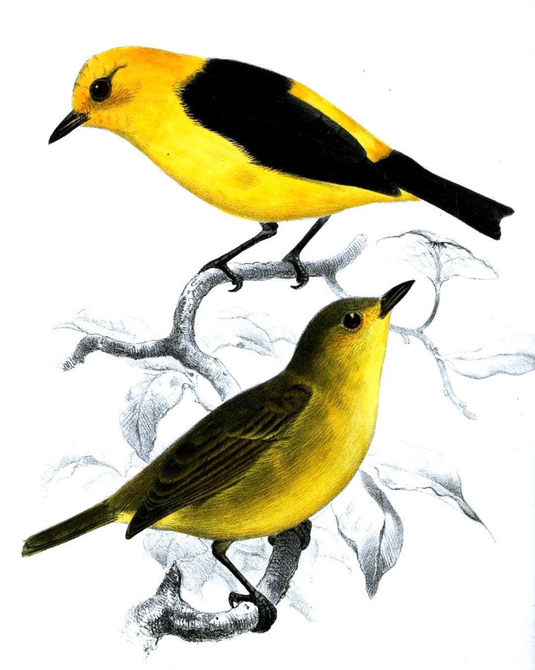 Yellow-collared Chlorophonia