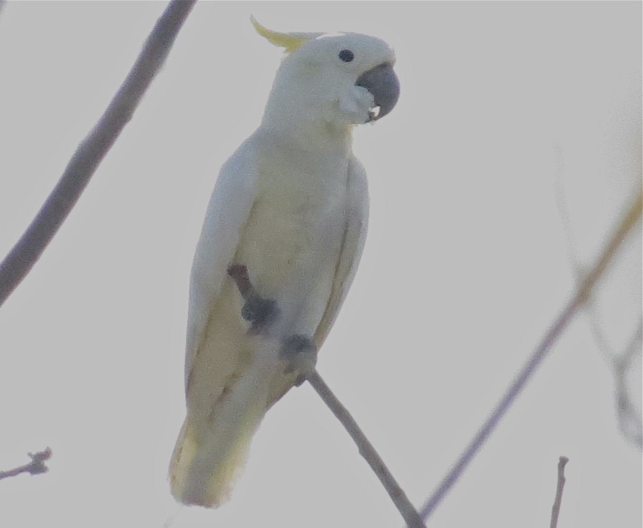Yellow-crested Cockatoo