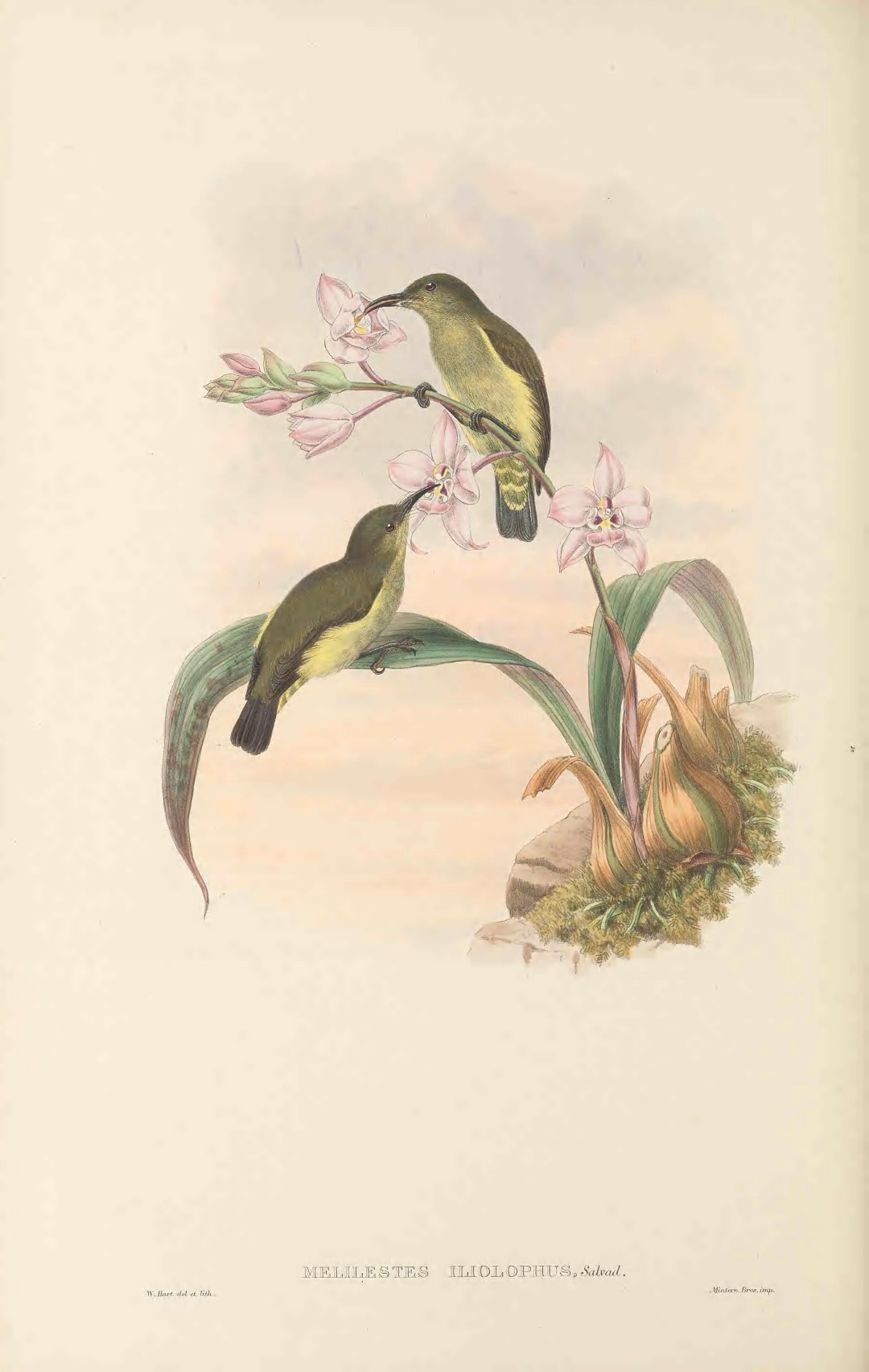 Yellow-crested Woodpecker