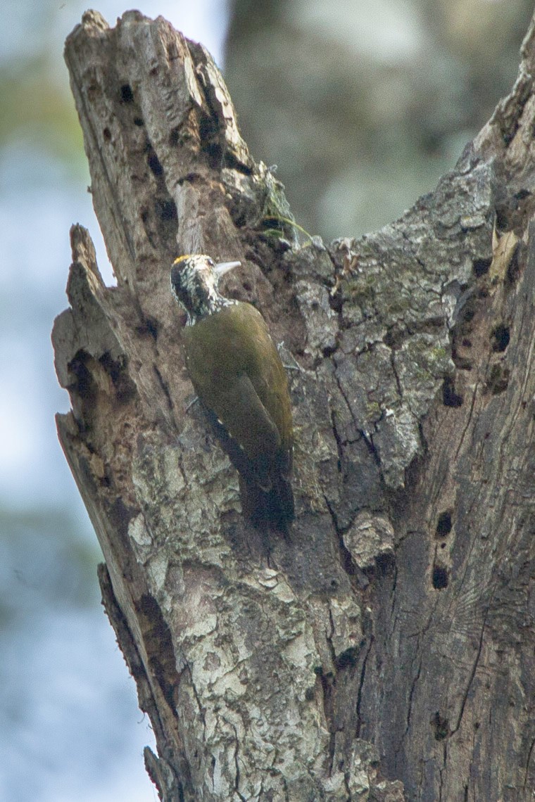 Yellow-crested Woodpecker