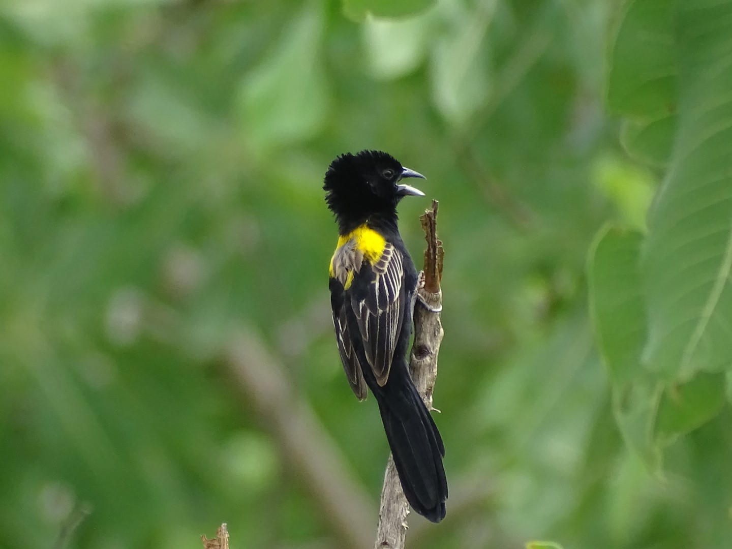 Yellow-crowned Bishop