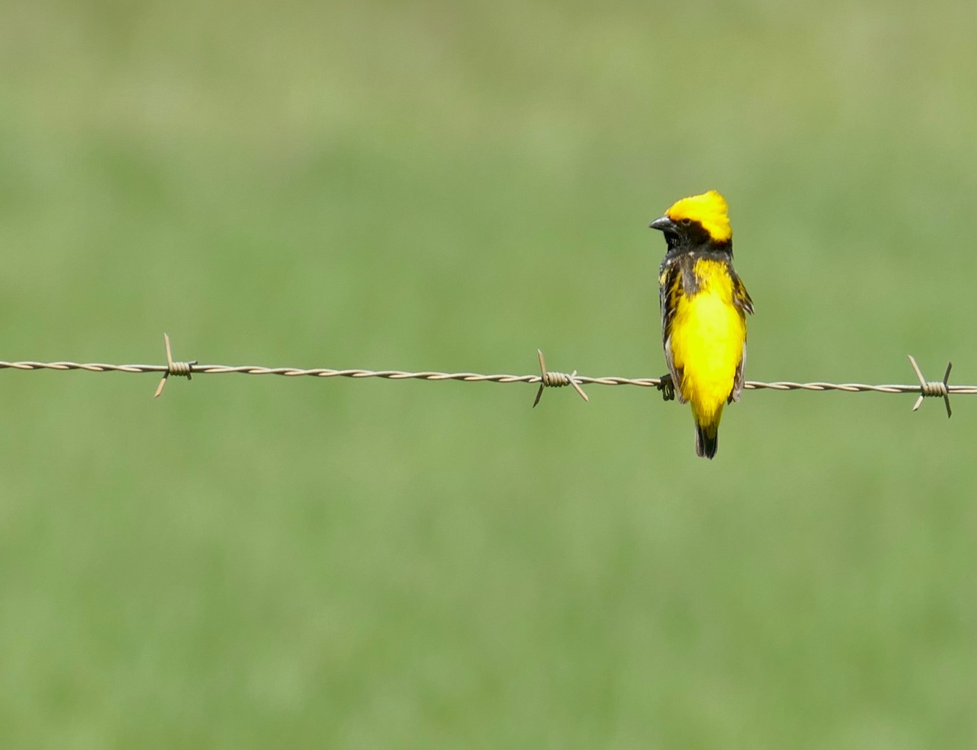 Yellow-crowned Bishop