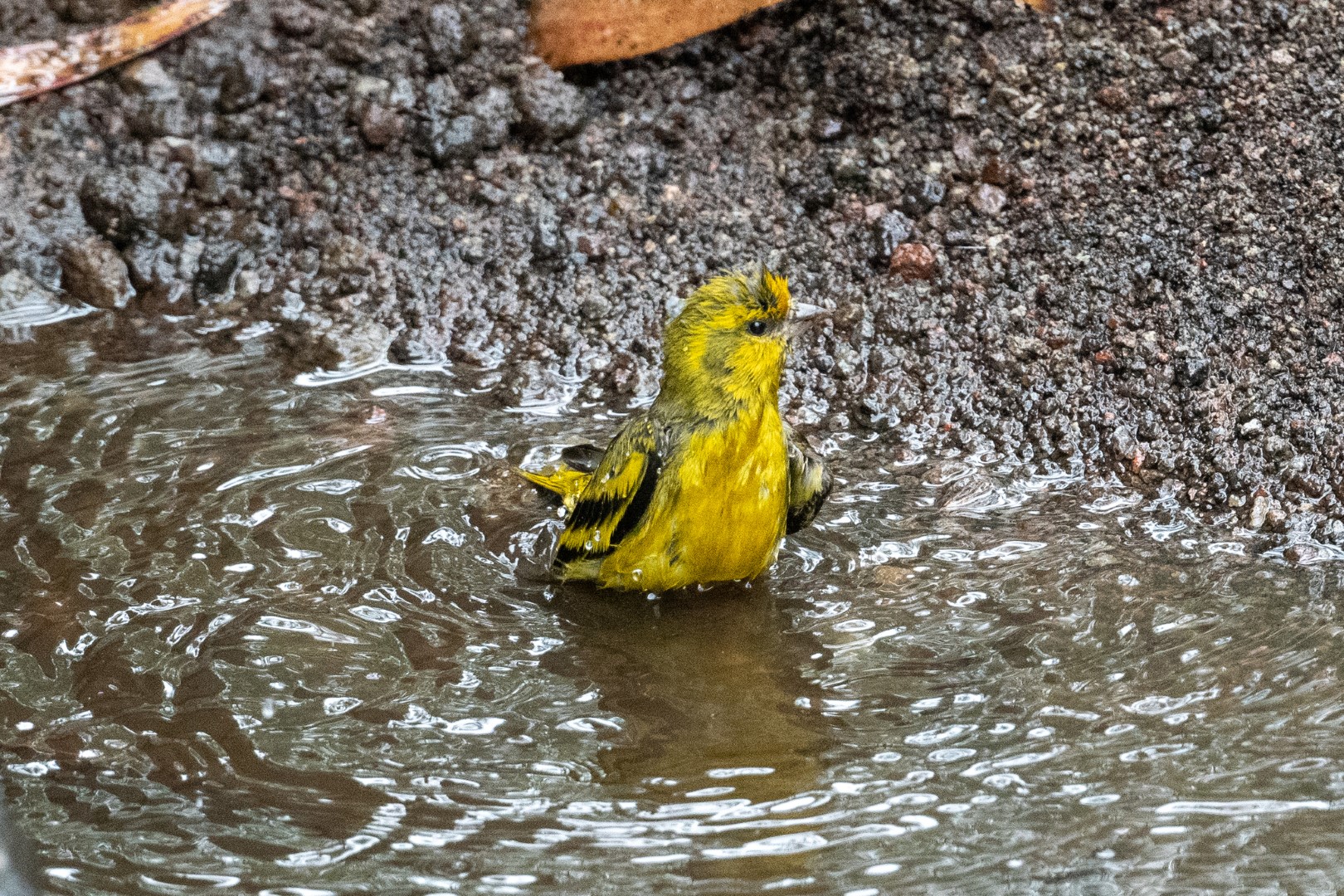 Yellow-crowned Canary