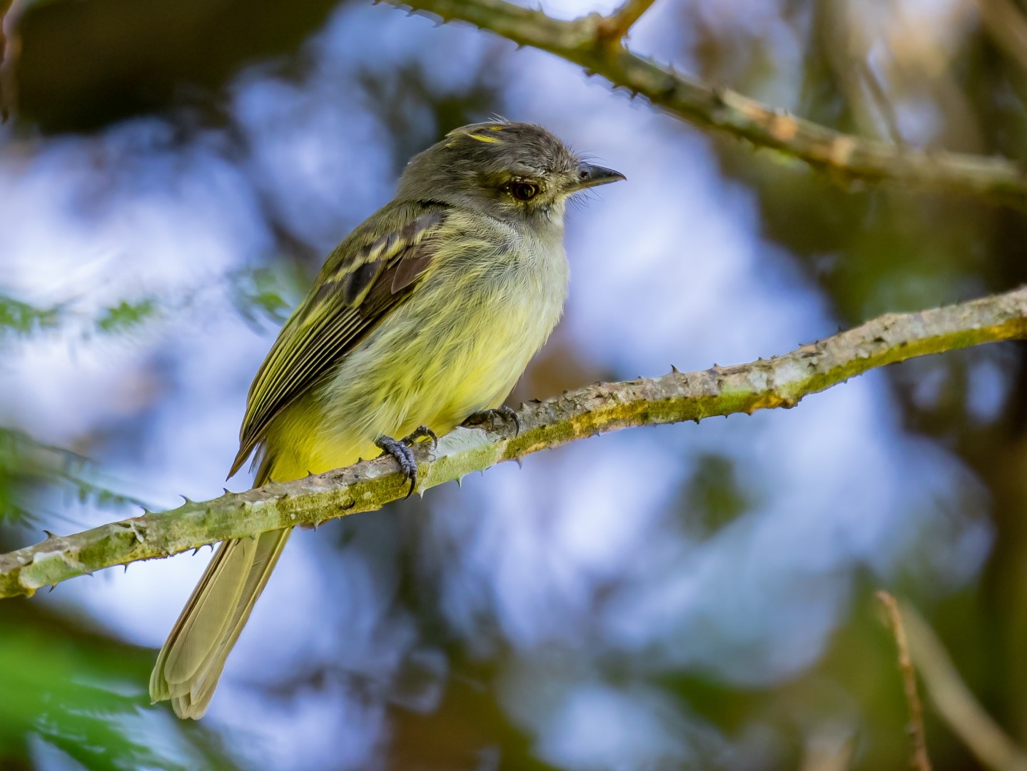 Yellow-crowned Elaenia