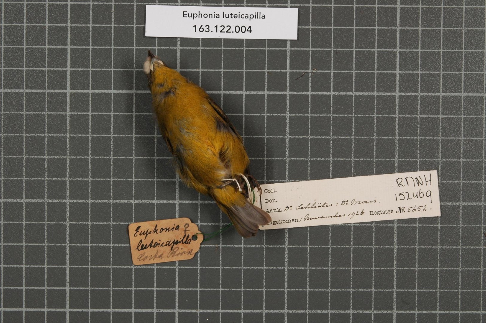 Yellow-crowned Euphonia