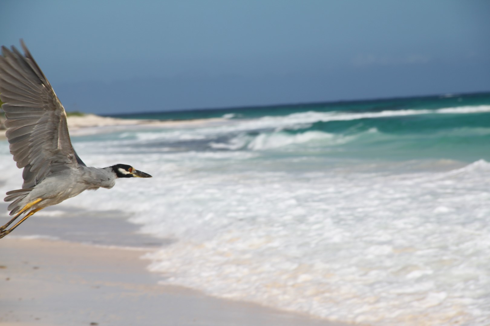 Yellow-crowned Night-Heron