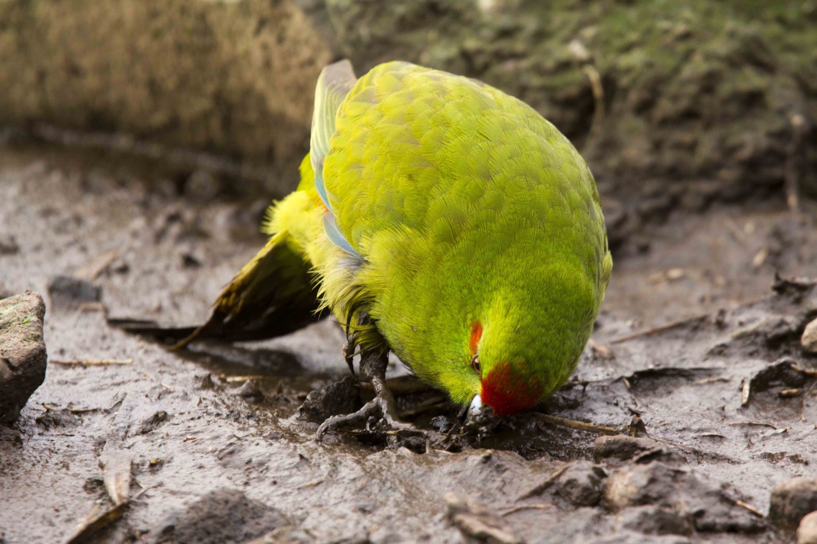 Yellow-crowned Parakeet
