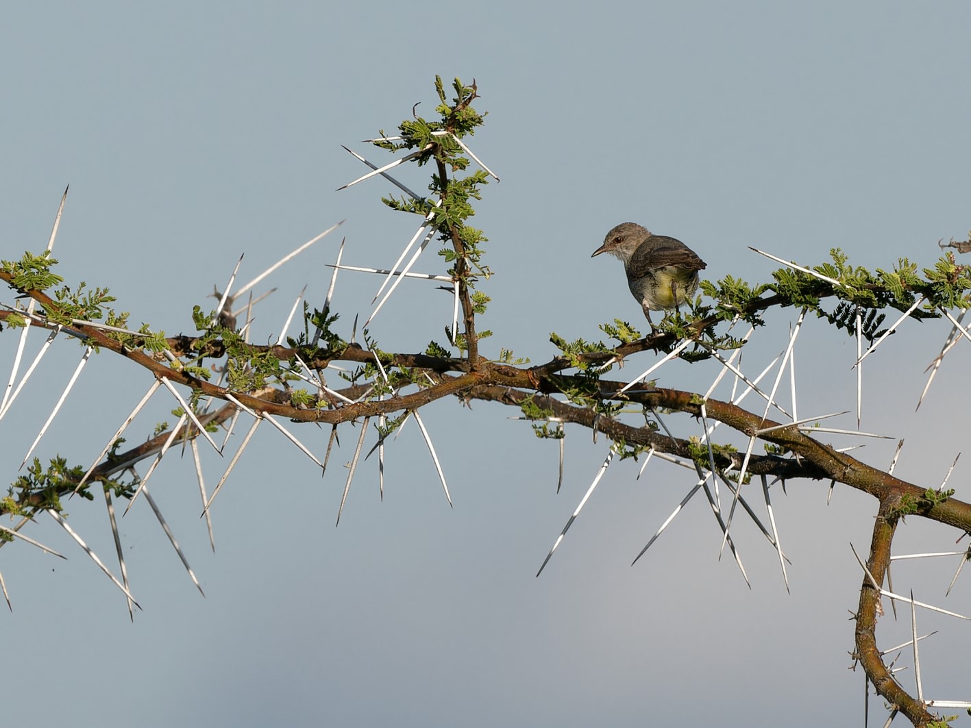 Yellow-crowned Warbler