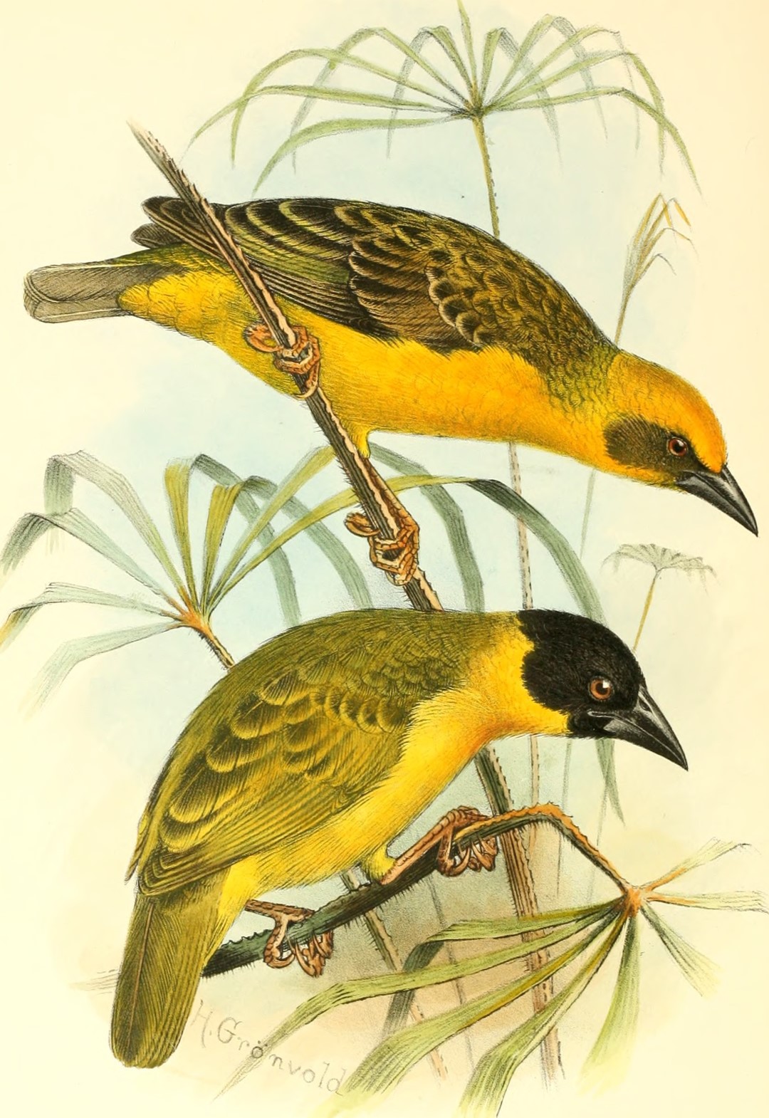 Yellow-crowned Weaver