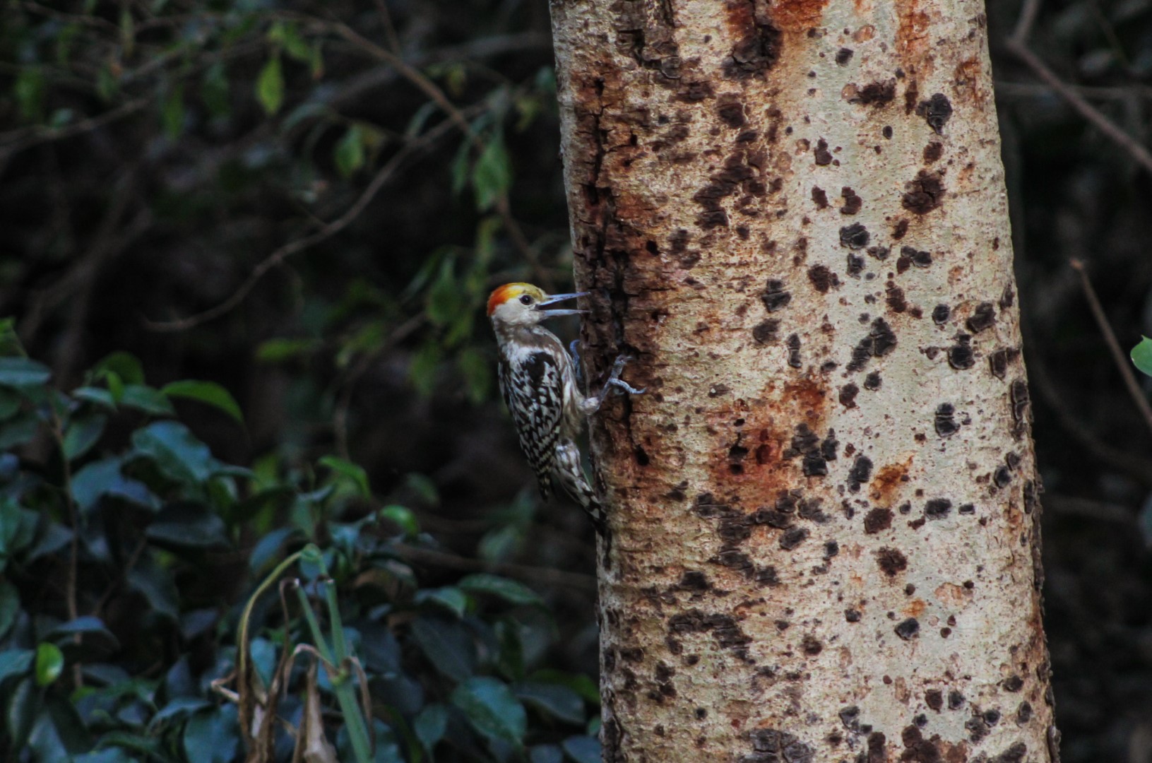 Yellow-crowned Woodpecker