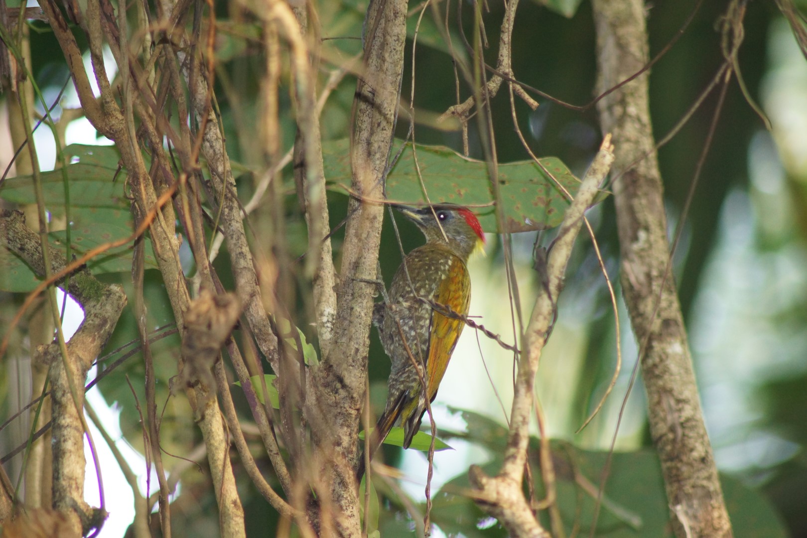 Yellow-crowned Woodpecker