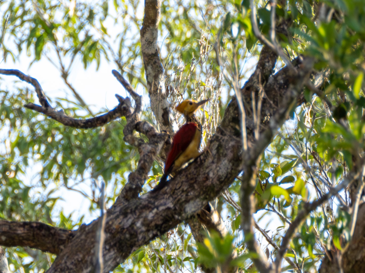 Yellow-crowned Woodpecker