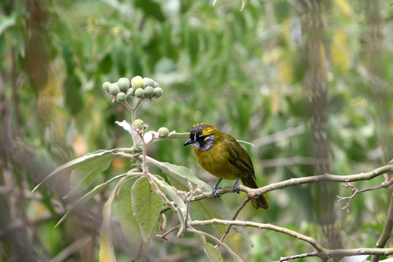 Yellow-eared Bulbul