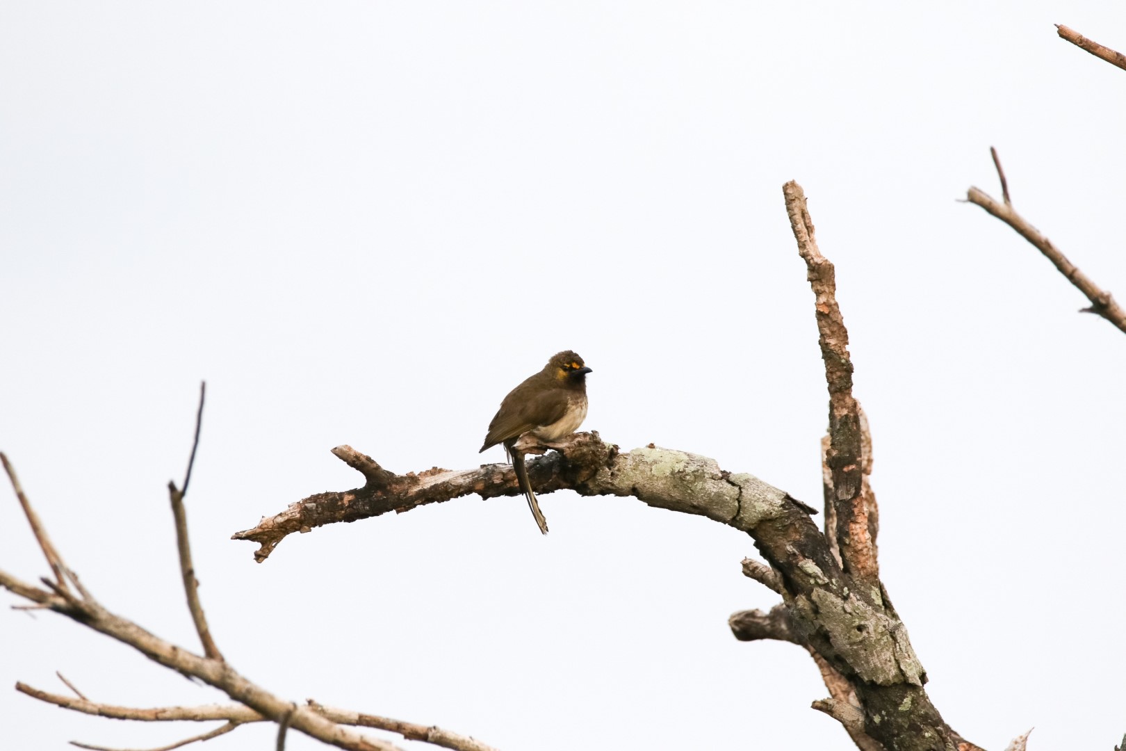 Yellow-eared Bulbul