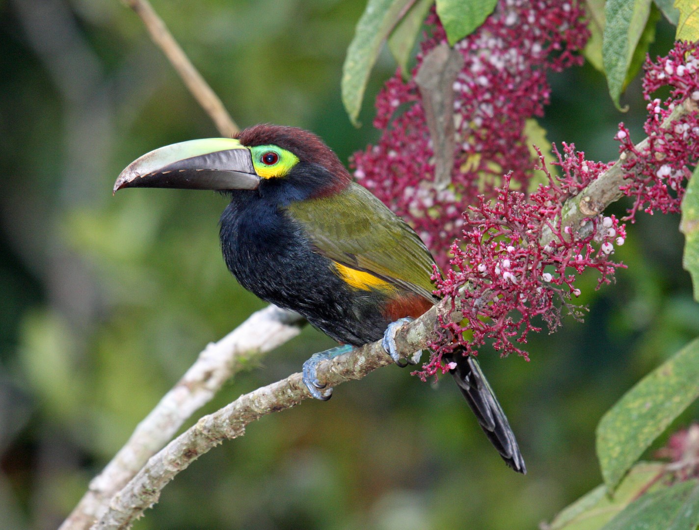 Yellow-eared Toucanet