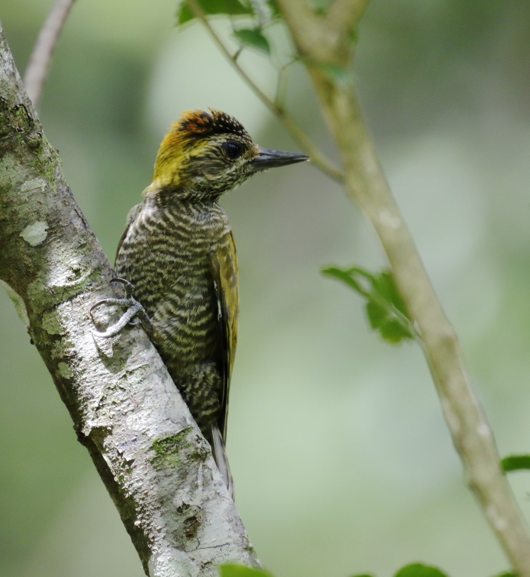 Yellow-eared Woodpecker
