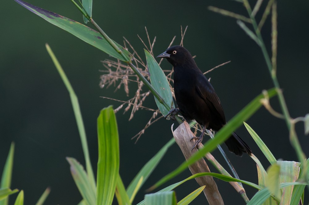 Yellow-eyed Blackbird